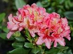 R.Brasilia (60 cm)